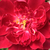 Purpuriu - roșu - Trandafir de parc - Cardinal Hume